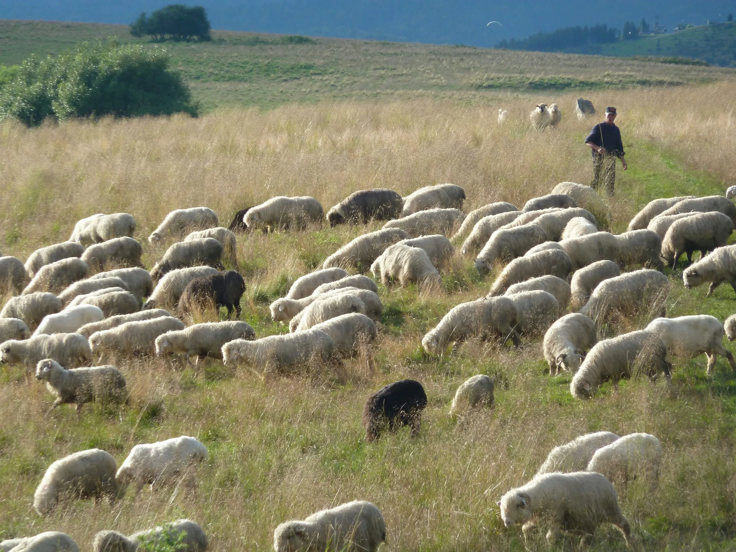 Jato ovaca na snežnoj padini