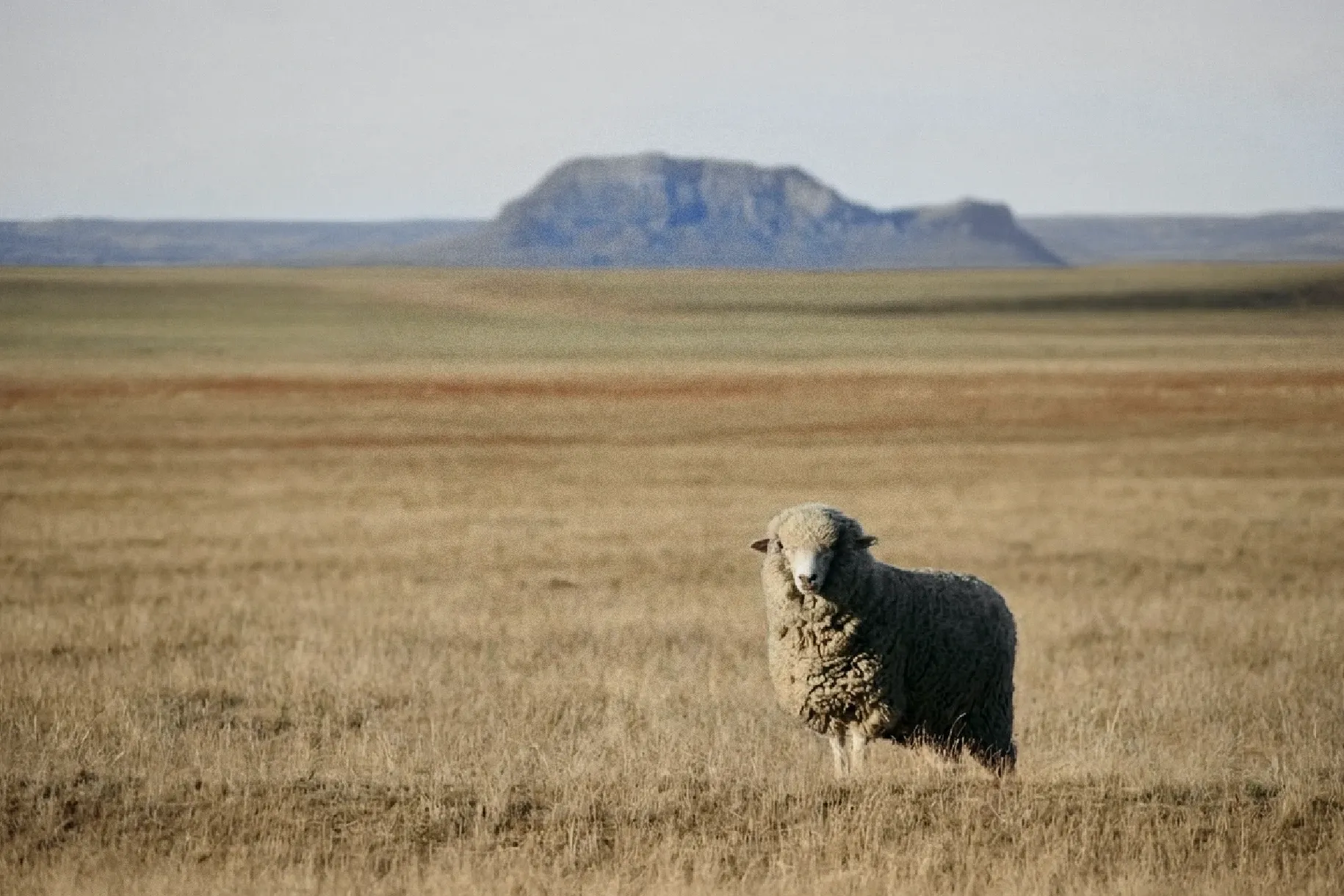 Usamljena merino ovca pod punim runom na zlatnoj travnatoj ravnici, sa zaravnjenim brdom na horizontu